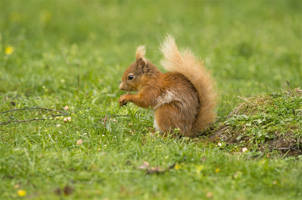 青草地上的松鼠图片唯美野生动物