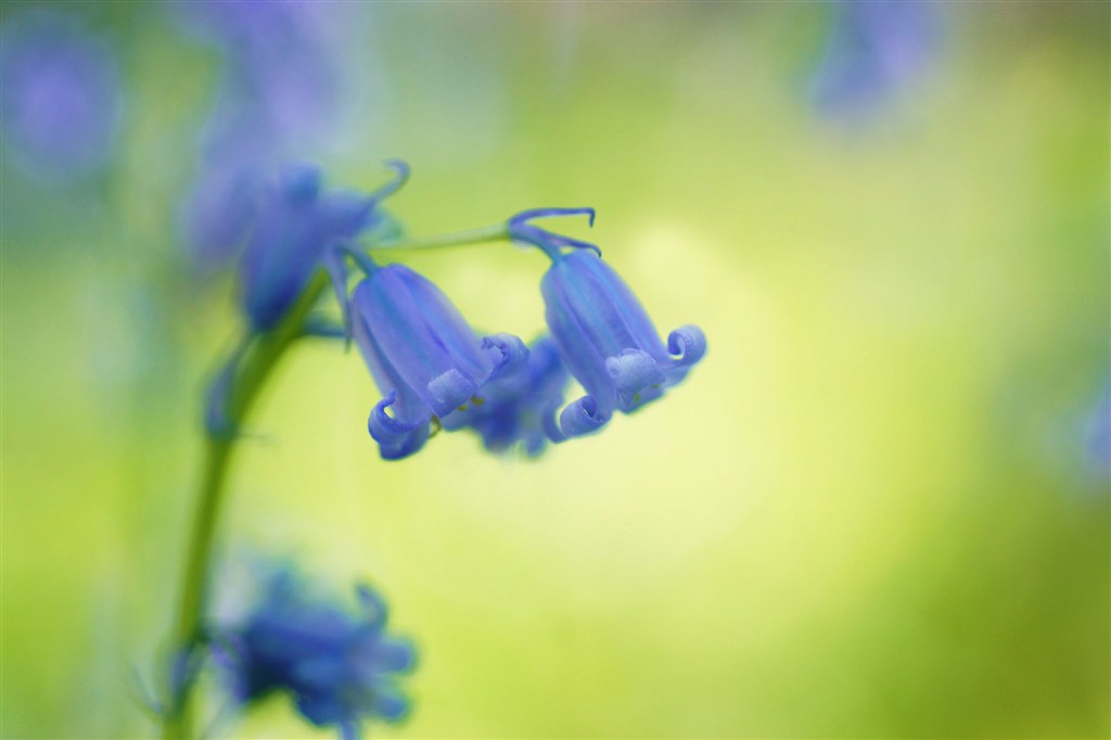 唯美藍(lán)色銅鈴鮮花圖片