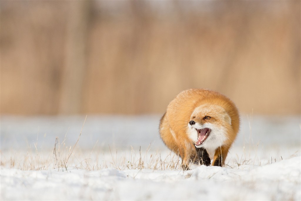 嘶吼的狐狸唯美野生动物图片