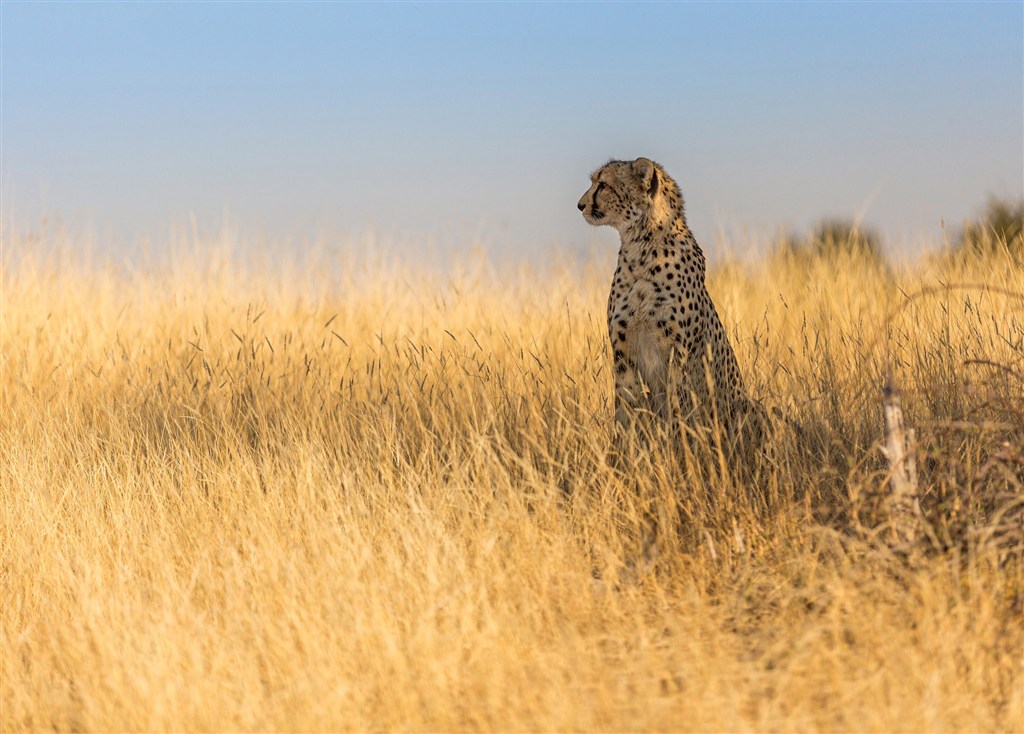 唯美野生动物坐着看远方的豹子图片