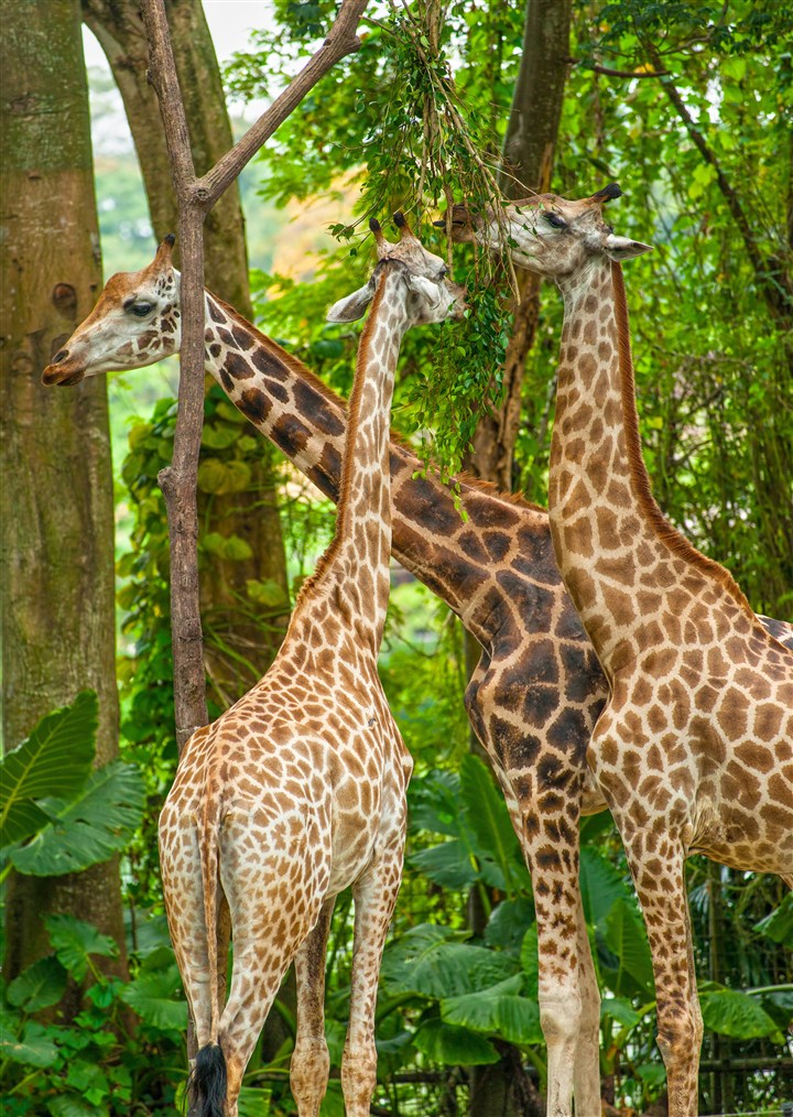 唯美野生動物森林里的長頸鹿圖片