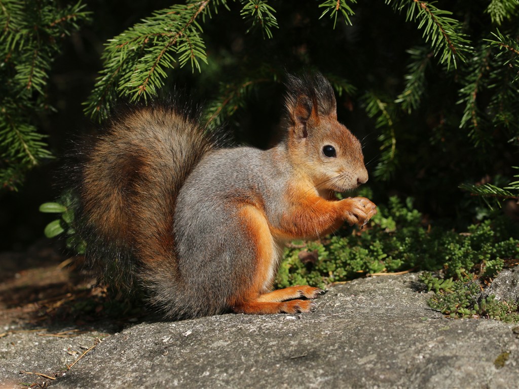 偷偷覓食的松鼠圖片唯美野生動物