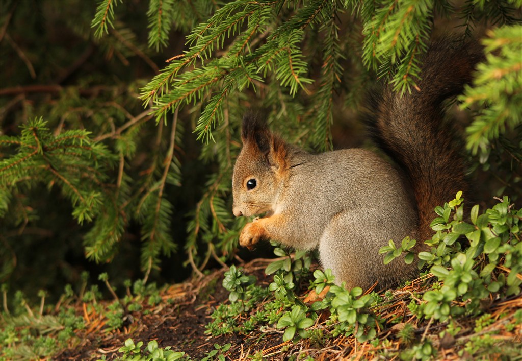 松土上吃东西的松鼠图片唯美野生动物
