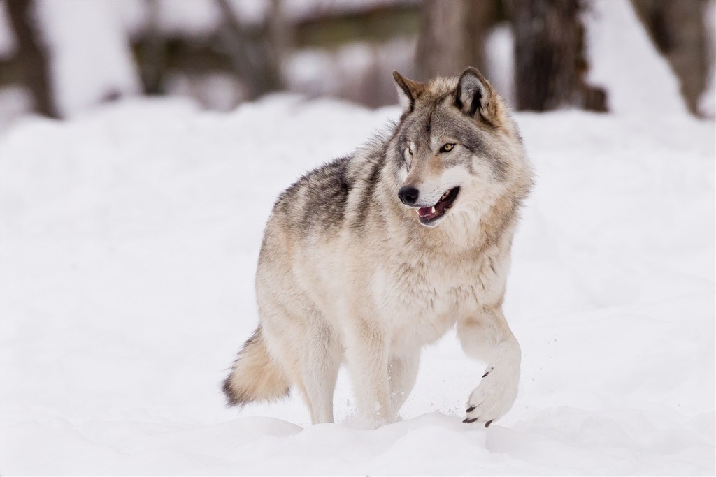 雪地上寻找食物的狼唯美野生动物图片