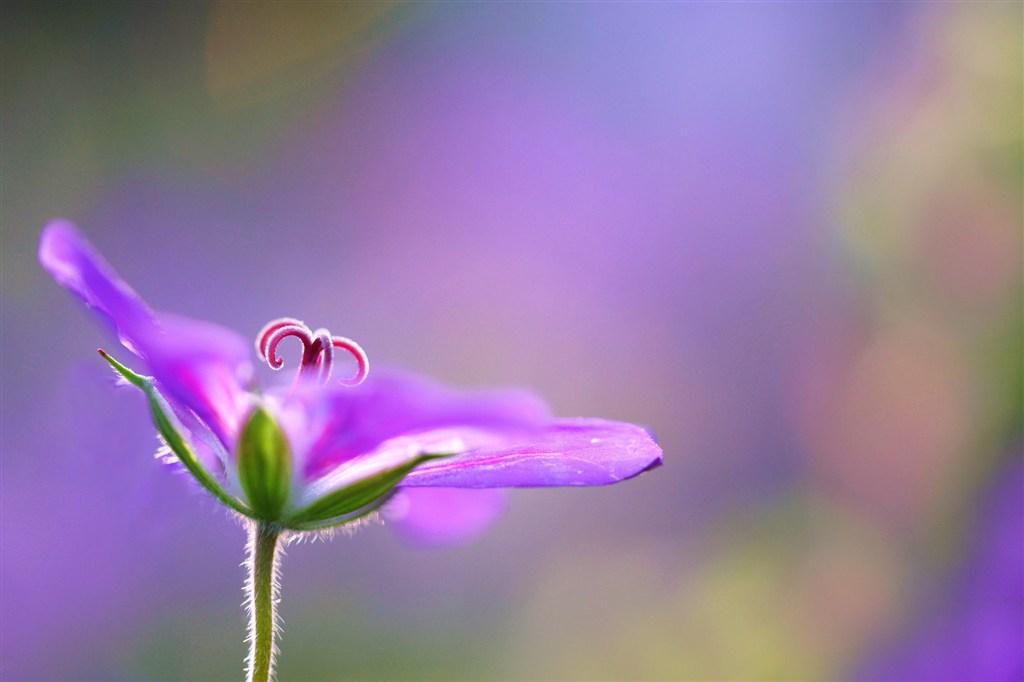 唯美紫色高清鲜花图片