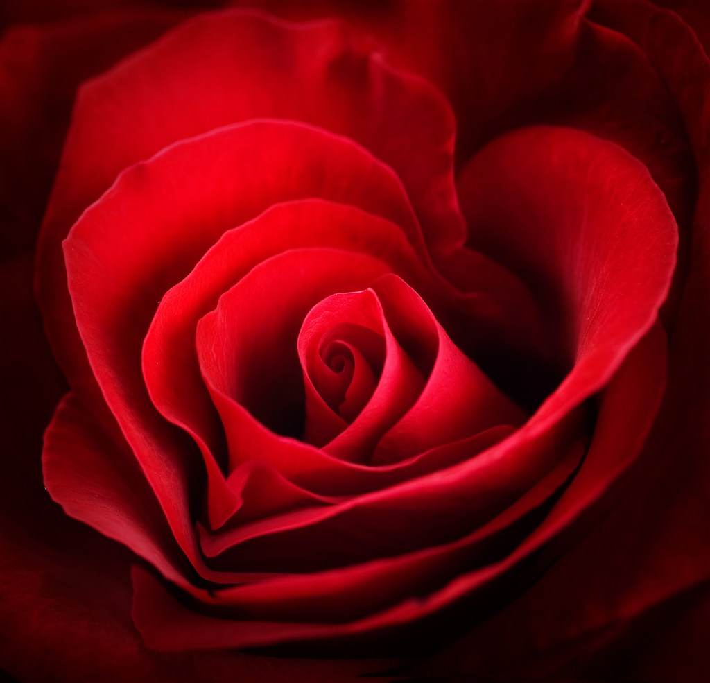 心形红玫瑰花鲜花图片