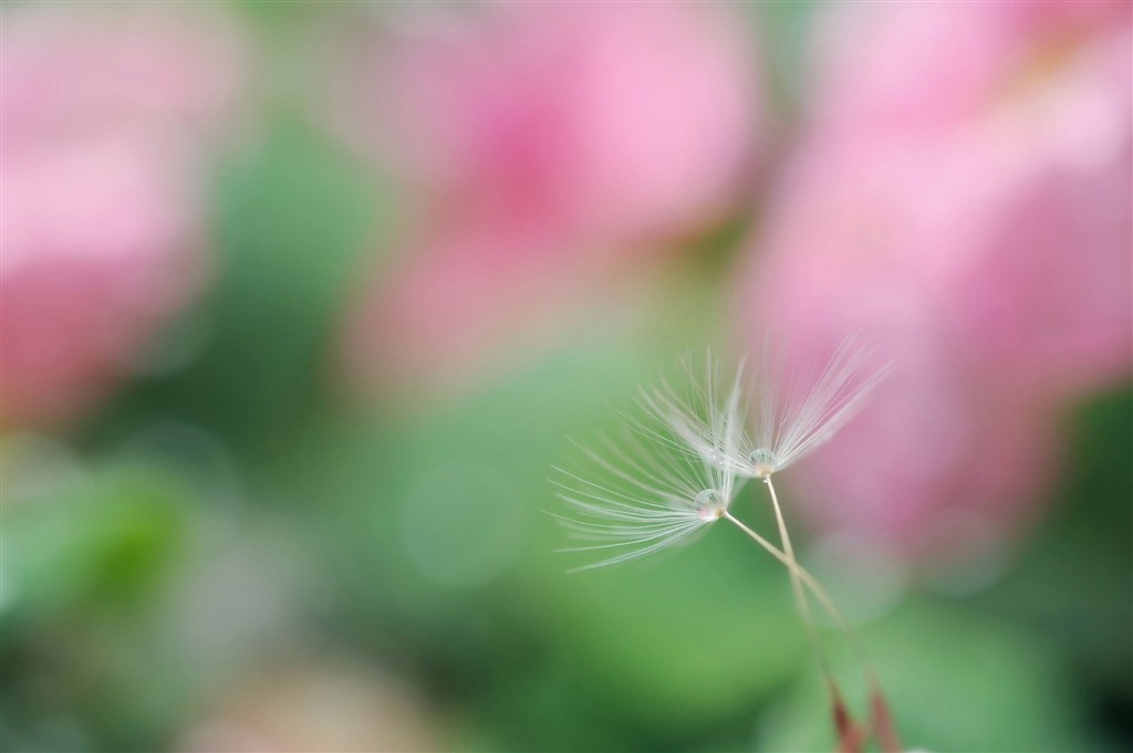 唯美高清蒲公英鲜花图片