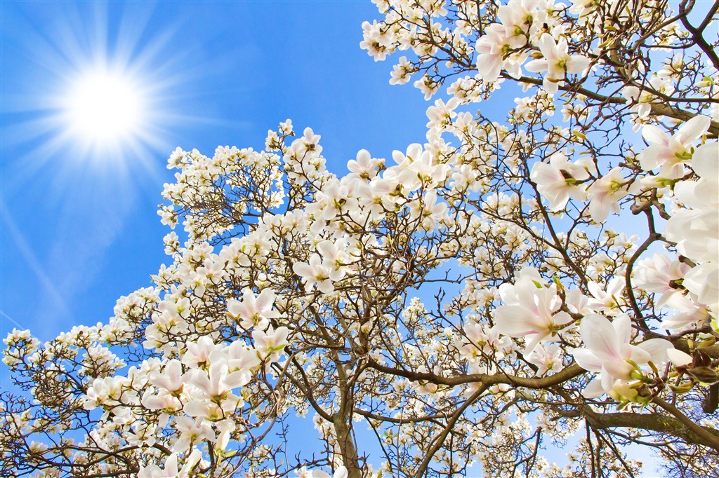 阳光蓝天下唯美白色樱花