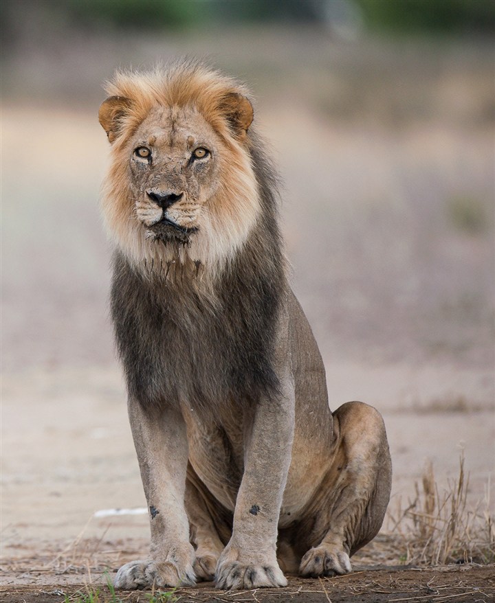 坐着的狮子唯美野生动物图片
