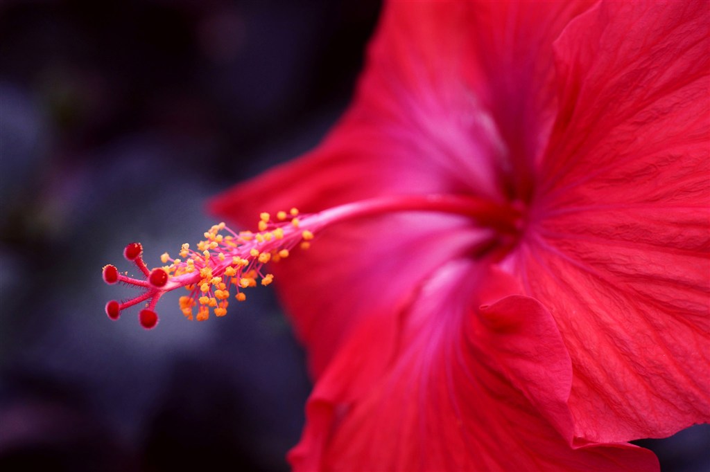 唯美朱槿鲜花图片