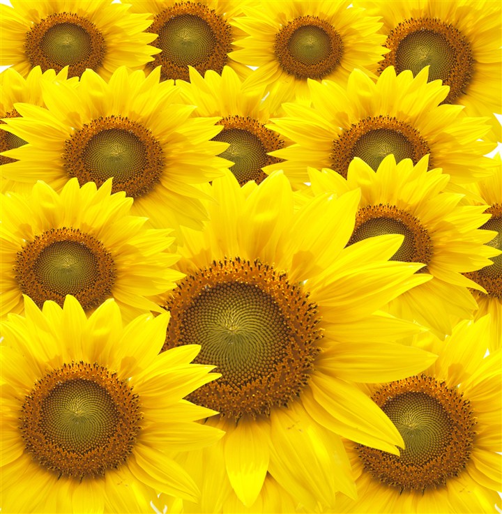矩阵式向日葵鲜花图片