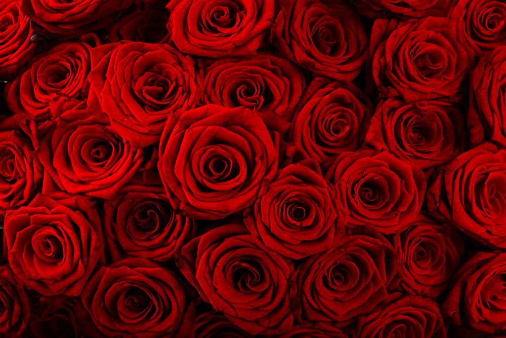 高清红玫瑰花背景鲜花图片