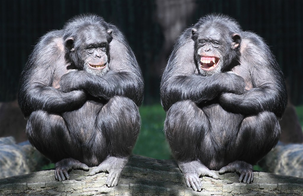 两只蹲在一起聊天的大猩猩 