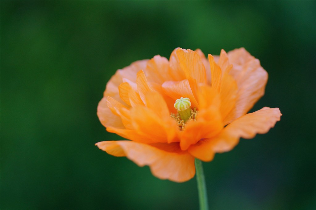 唯美橙色鲜花图片