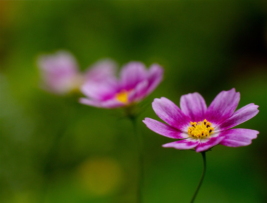 唯美紫色小花鲜花图片