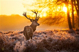 夕阳下的大自然和麋鹿高清图片