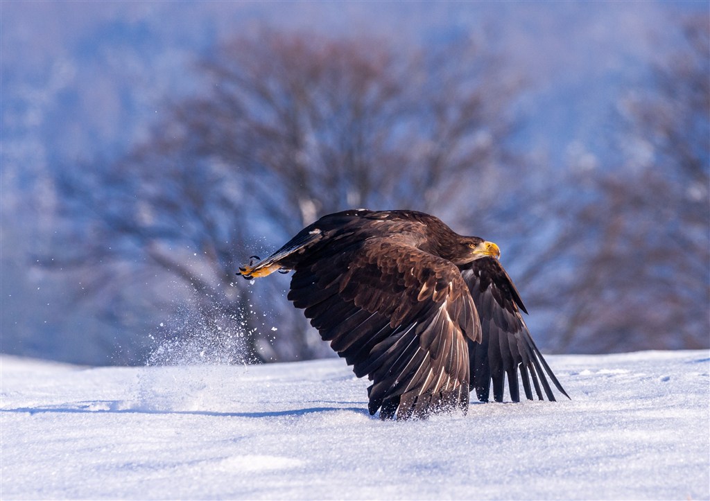 雪地起飞的雄鹰