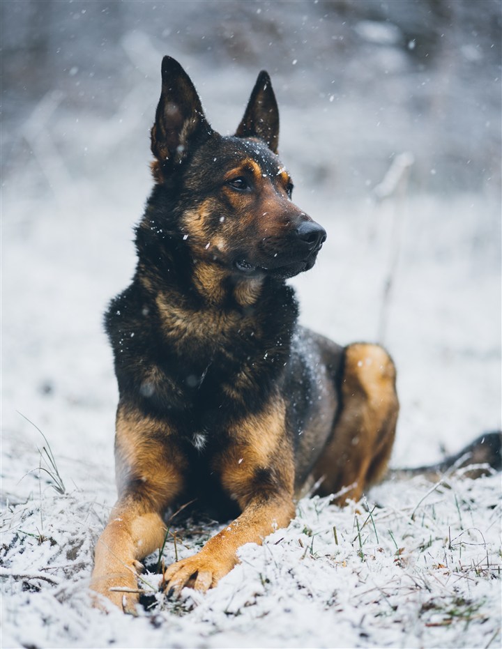 纯种德国牧羊犬图片