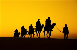 黄昏里的沙漠中行走的骆驼 
