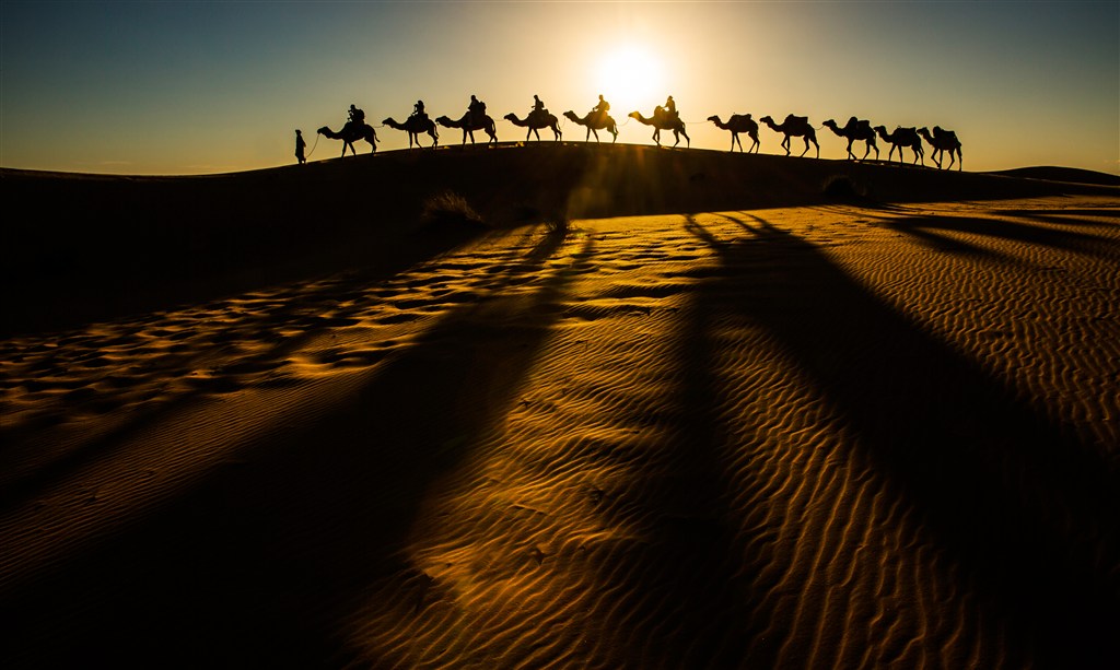 金色阳光下沙丘上行走的骆驼 