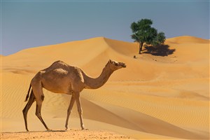 一望无际的沙漠中行走的骆驼 