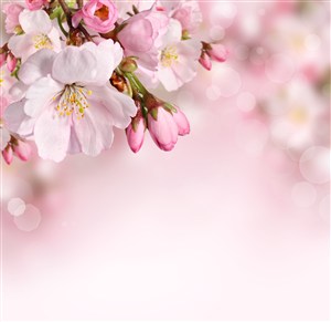 枝头上唯美的粉色桃花高清图片