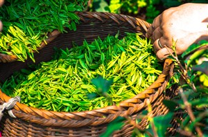  清明中国新鲜茶叶绿茶采茶茶文化茶叶图片
