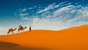 蓝天下的金色沙漠和行走的骆驼高清图片
