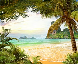 高清海边椰树风景图片