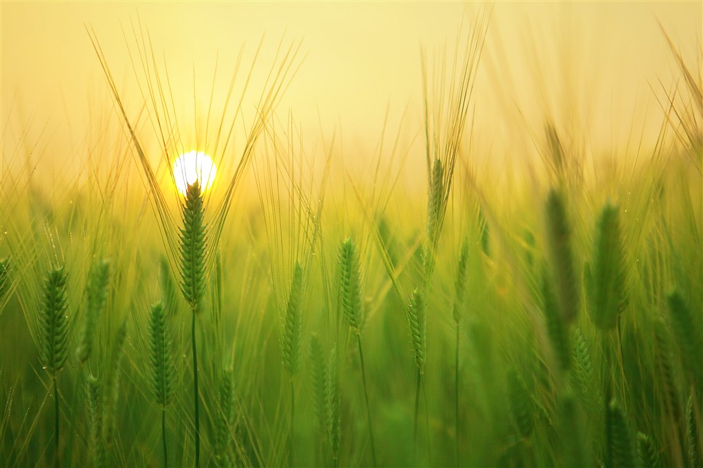 绿色农作物麦地麦田阳光背景图片