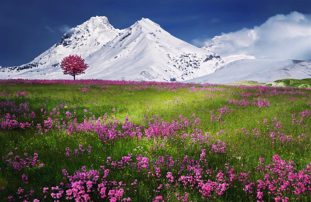 绿色旅游自然雪山下的花草草原图片