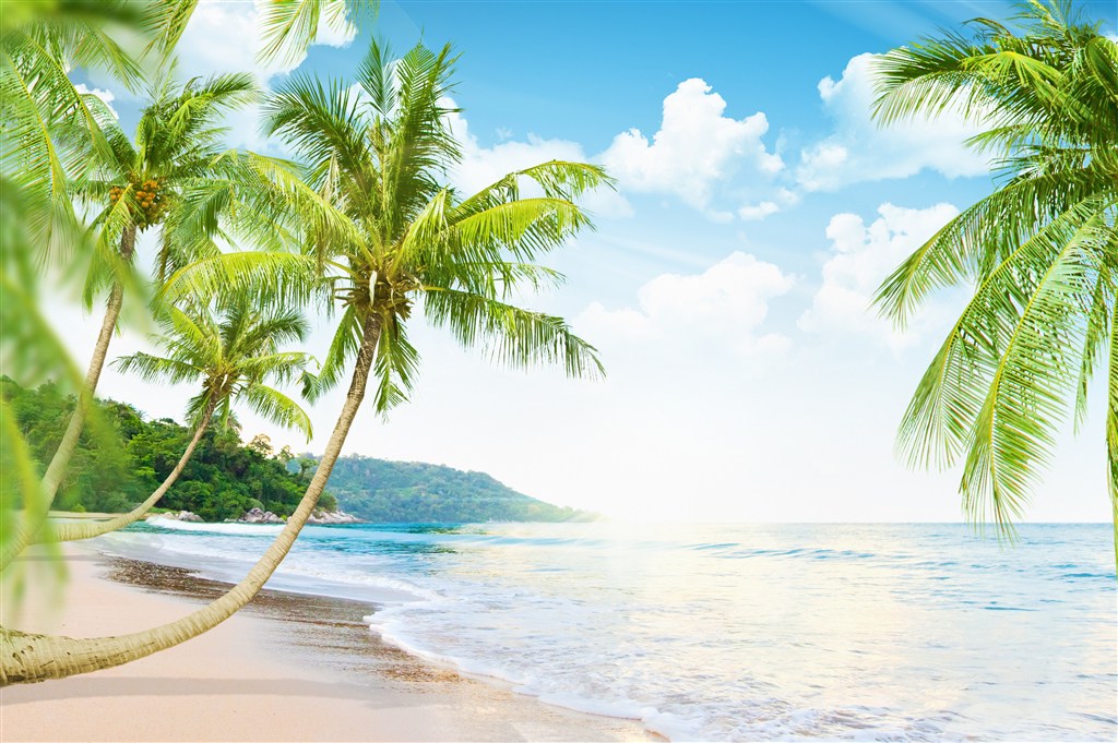 高清海滩椰树海边风景图片