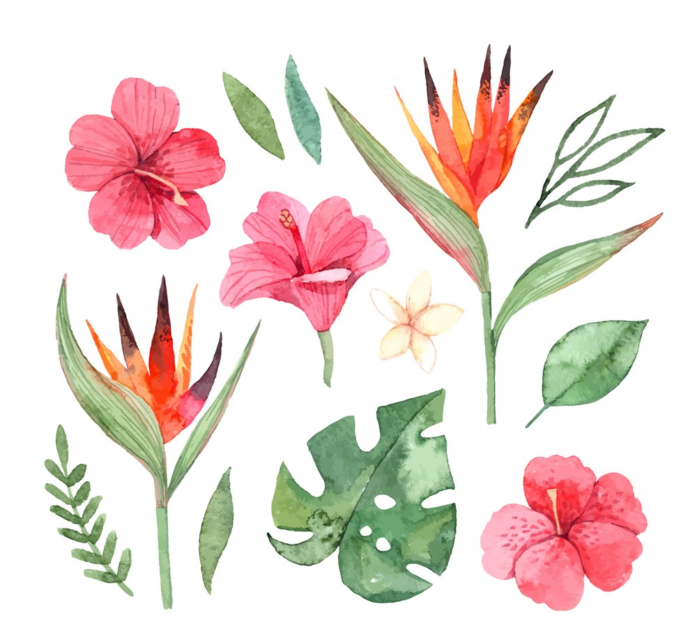 13款彩绘热带花卉和叶子矢量图