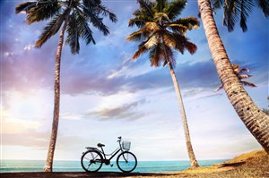 高清海边椰树下单车风景图片