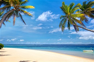 高清唯美海滩椰树风景图片