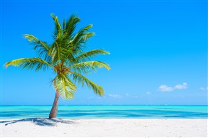 高清海滩椰树唯美风景图片