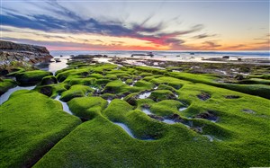 高清唯美海滩苔藓风景图片