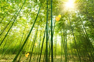 高清唯美暖阳下的竹林风景图片