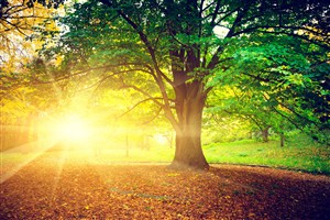 高清唯美秋天暖阳树林风景图片