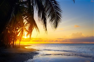 高清晚霞下的海边椰树剪影风景图片