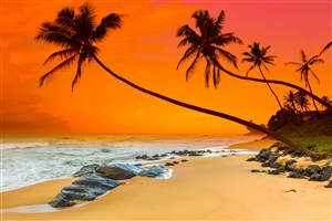 高清海边黄昏椰树风景图片