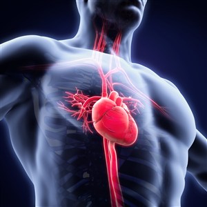 人体器官肌肉男心脏图片