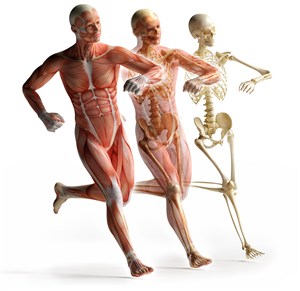 男性人体结构图跑步肌肉骨架图片