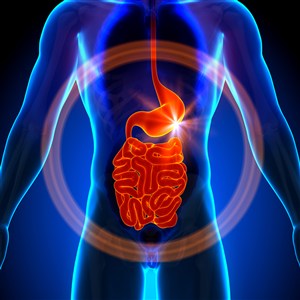 人体器官胃与小肠图片