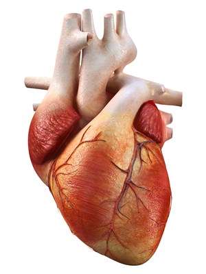 人体器官高清心脏图片