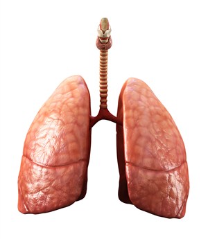 人体器官肺叶图片