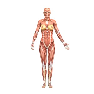 人体结构图女性乳房图片