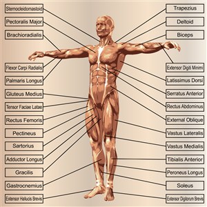 英语介绍人体结构肌肉图