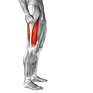 腿部肌肉人体结构图