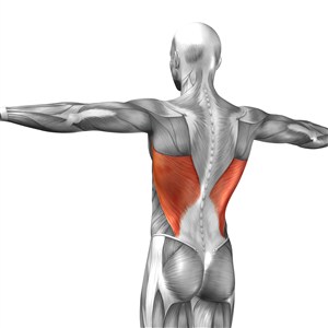 后背腰部肌肉人体结构图